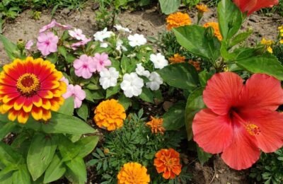 Home Garden Tips: Balcony will become a bouquet of flowers in monsoon, just plant these plants