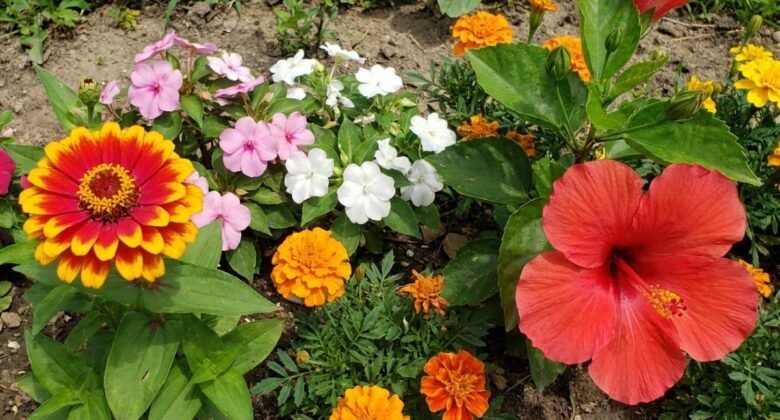 Home Garden Tips: Balcony will become a bouquet of flowers in monsoon, just plant these plants