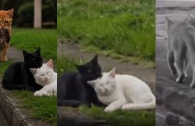 Viral: Cat brought hunting for favorite cat, got cheated in front, cat's incomplete love seen in video
