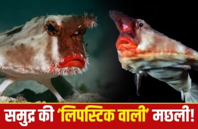 OMG! This is the 'fashion queen' of the sea! Nature has given it a special weapon for hunting