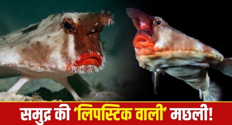 OMG! This is the ‘fashion queen’ of the sea! Nature has given it a special weapon for hunting